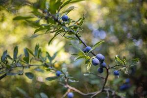 cerca arriba ver de hojas perennes árbol con difuminar bayas en sucursales, soleado naturaleza vista. madurez endrino bayas en un rama con hojas en un marrón borroso antecedentes foto