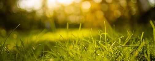 paisaje tranquilo con sol en el bosque y pradera al atardecer. primer plano de hierba verde fresca, árboles borrosos y follaje de luz solar cálida. plantilla de naturaleza idílica. telón de fondo de la naturaleza. hermoso prado foto