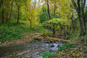 Beautiful, colorful autumn lake. Amazing water reflection, peaceful nature scenery. Yellow orange leaves, misty morning light. Relax autumnal fall nature view. Bright seasonal landscape, panoramic photo