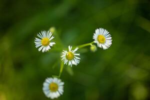 Closeup meadow sunset flowers blur and soft silhouette of grass flowers with sunlight. Relaxing nature meadow flowers. Peaceful blur of autumn spring nature landscape. Wild meadow daisy floral photo