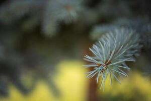 Pine tree closeup, young shoots on the branches of spruce. Beautiful nature background on blurred bokeh scene, sun rays and green environment photo