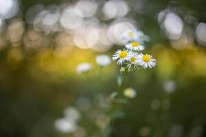 Closeup meadow sunset flowers blur and soft silhouette of grass flowers with sunlight. Relaxing nature meadow flowers. Peaceful blur of autumn spring nature landscape. Wild meadow daisy floral photo