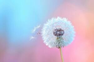 AI generated Dandelion on soft pastel background. Closeup of dandelion in morning sunlight. Generative AI photo