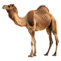 AI generated Camel walking front view isolated on transparent background png