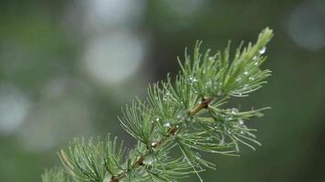 Close-up view of the green fresh needles of larch covered with drops of dew. Stock footage. Beautiful macro of the larch tree video