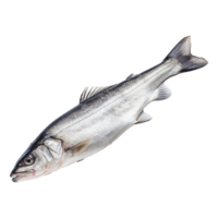 AI generated Hake isolated on transparent background png