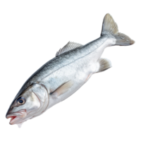 ai gerado pescada isolado em transparente fundo png