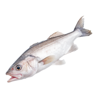 ai gerado pescada isolado em transparente fundo png