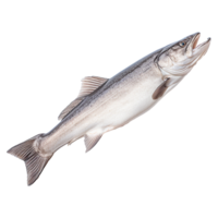 AI generated Hake isolated on transparent background png