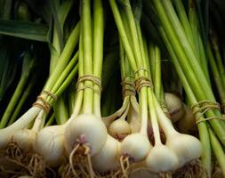 Bunches of Green Onions photo
