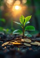 ai generado verde planta creciente en monedas en luz de sol, responsabilidad foto