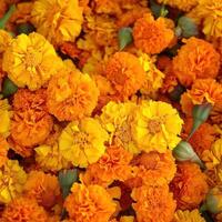 AI generated Vibrant marigold flowers stacked for gudi padwa festival celebration, gudi padwa decoration photo