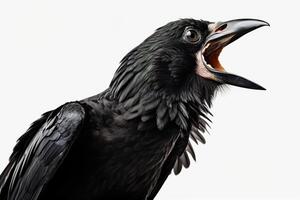 AI generated closeup screaming black crow on a white background photo