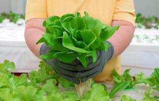 fresh vegetable growing in hydroponics system photo