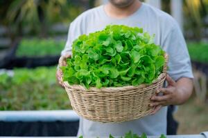 Hands holding a basket full of organic vegetables, natural vegetable farm background. photo