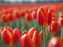 ai generado un campo de rojo tulipanes con agua gotas en ellos foto