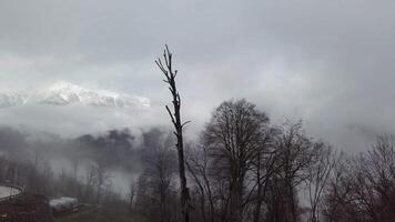 hermosa invierno paisaje con nieve cubierto montaña pico envuelto en neblina. valores footgae. místico Nevado montaña cubierto por niebla y calvo arboles video