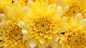 AI generated vibrant yellow petals of a chrysanthemum in a close up photo