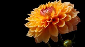 AI generated vibrant yellow dahlia blossom on black background studio photo