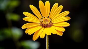 AI generated vibrant yellow daisy a single flower of beauty in nature photo