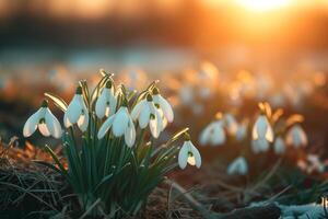 AI generated Natural background with first spring flowers white snowdrops. Generative AI photo