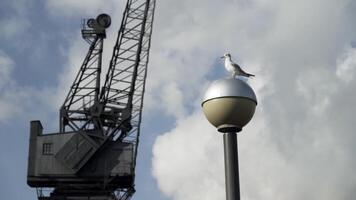 fiskmås stående på de gata lampa i främre av svart konstruktion kran. handling. skön vit fågel på en gatlykta med en kran och blå molnig himmel bakgrund. video