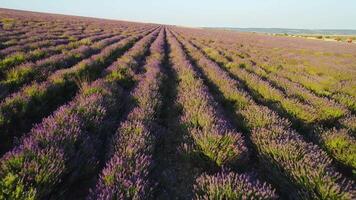 schön Reihen von Lavendel Gebüsch. Schuss. oben Aussicht von Reihen von Lavendel Blüten im Landwirte Feld. schön blühen Lavendel Gebüsch auf sonnig Tag video