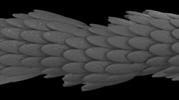 Horisonatal 3D tube formed by silver feathers glowing and flowing on black background, seamless loop. Animation. Abstract long figure with oval shaped feathers. video