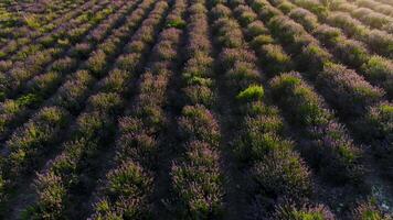 top visie van mooi lavendel struiken. schot. mooi en geurig struiken van Purper lavendel. mooi lavendel struiken geplant in rij in boer veld- video