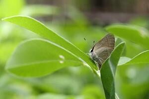 un hermosa mariposa encaramado en el hoja de un maní planta foto