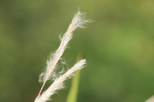 foto para antecedentes. flores desde Junco césped. para presentación antecedentes