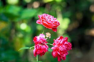 de cerca foto de rojo Rosa aislado en difuminar antecedentes