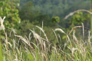 photo for background. flowers from reed grass. for presentation background