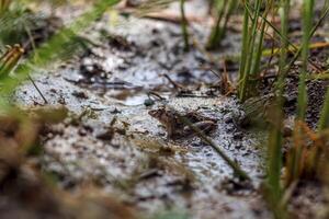 two rice field frogs hunting for prey photo