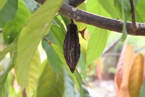 cacao vainas ese tener murió en el árbol debido a carencia de cuidado y nutrición foto