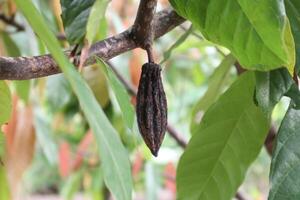 Cocoa pods that have died on the tree due to lack of care and nutrition photo