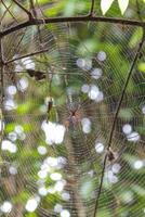 A small red spider that is in a sticky trap is waiting for prey to be trapped in its nest photo
