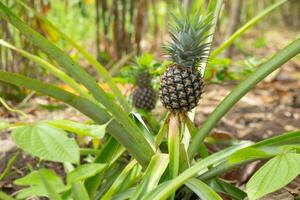 tree with young pineapples isolated on blur background photo