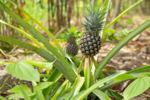 tree with young pineapples isolated on blur background photo