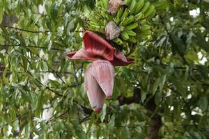 photo of a banana complete with flowers still on the tree