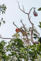 gigante murciélagos dormido durante el día en el propina de un árbol rama en un brillante día foto