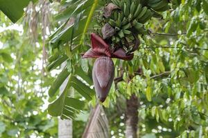 photo of a banana complete with flowers still on the tree