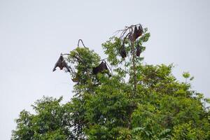 a group of giant bats sleeping during the day on the tip of a tree branch on a bright day photo