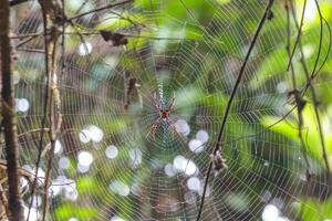 A small red spider that is in a sticky trap is waiting for prey to be trapped in its nest photo