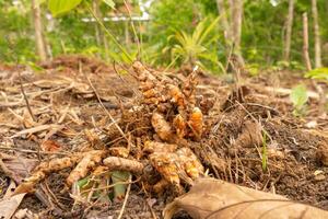 The spice made from turmeric which is usually used as a cooking ingredient has the Latin name Curcuma domestica Val named kunyit photo