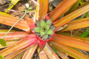 tree with young pineapples from top down view photo