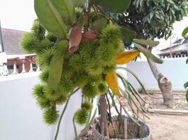 Photo of young rambutan fruit. Perfect for wallpaper, background, banner, web, advertising