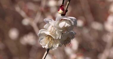 blanco ciruela flores a Atami ciruela parque en shizuoka tiempo de día cerca arriba Mano video