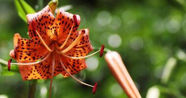 A tiger lily with spotted petals on green background at the forest sunny day close up handheld video