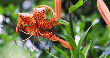 A tiger lily with spotted petals on green background at the forest sunny day close up video